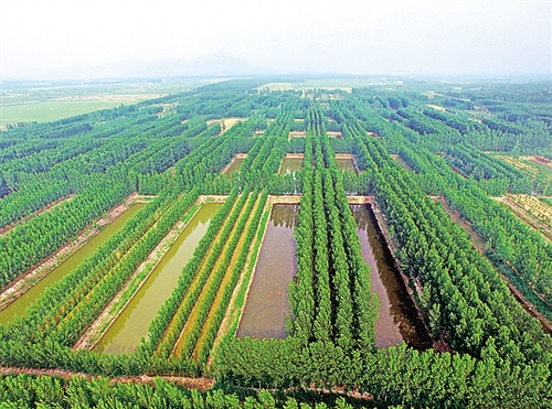 山东泰安:推动苗木产业发展 绿了荒山富了村民